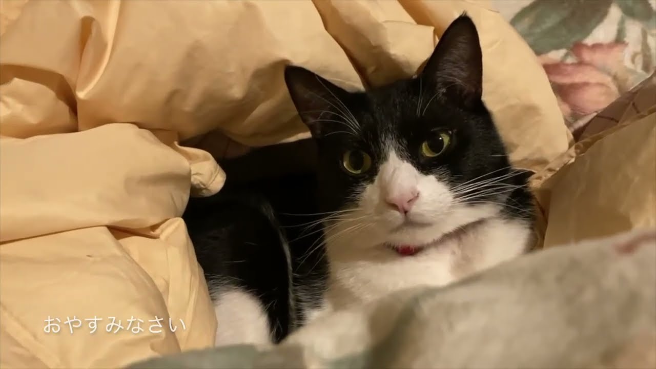 布団から抜けられない？猫やっちゃん