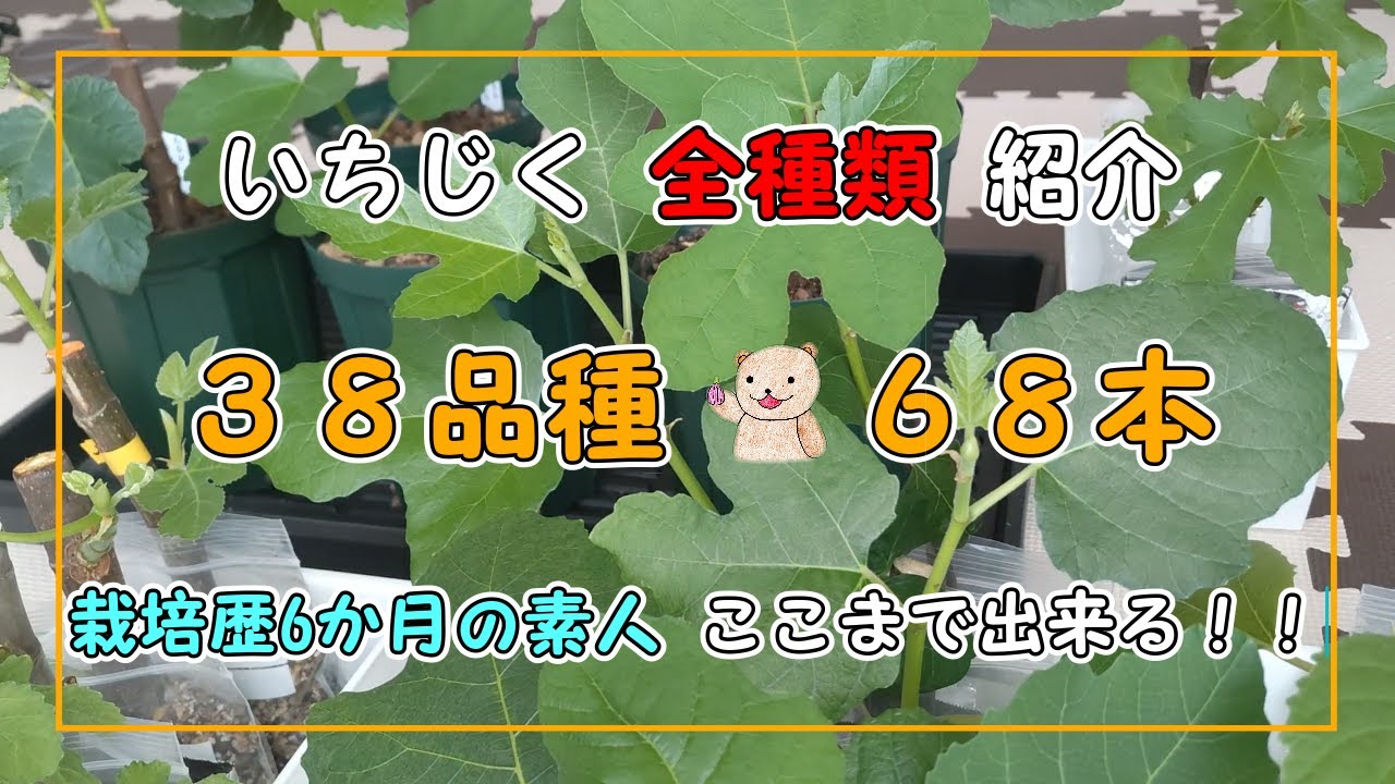 【いちじく】38品種・68本の紹介 挿木や鉢植え 珍しい品種も！！