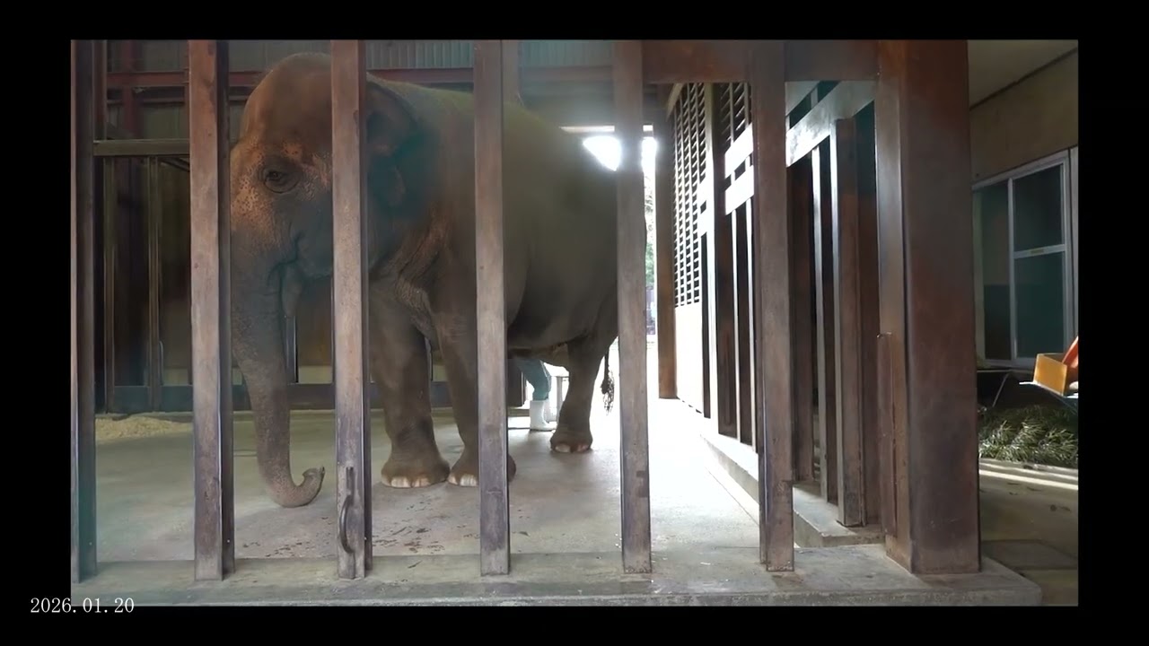 2026.01.20 15:00 ズゼ 爪のお手入れ、採血