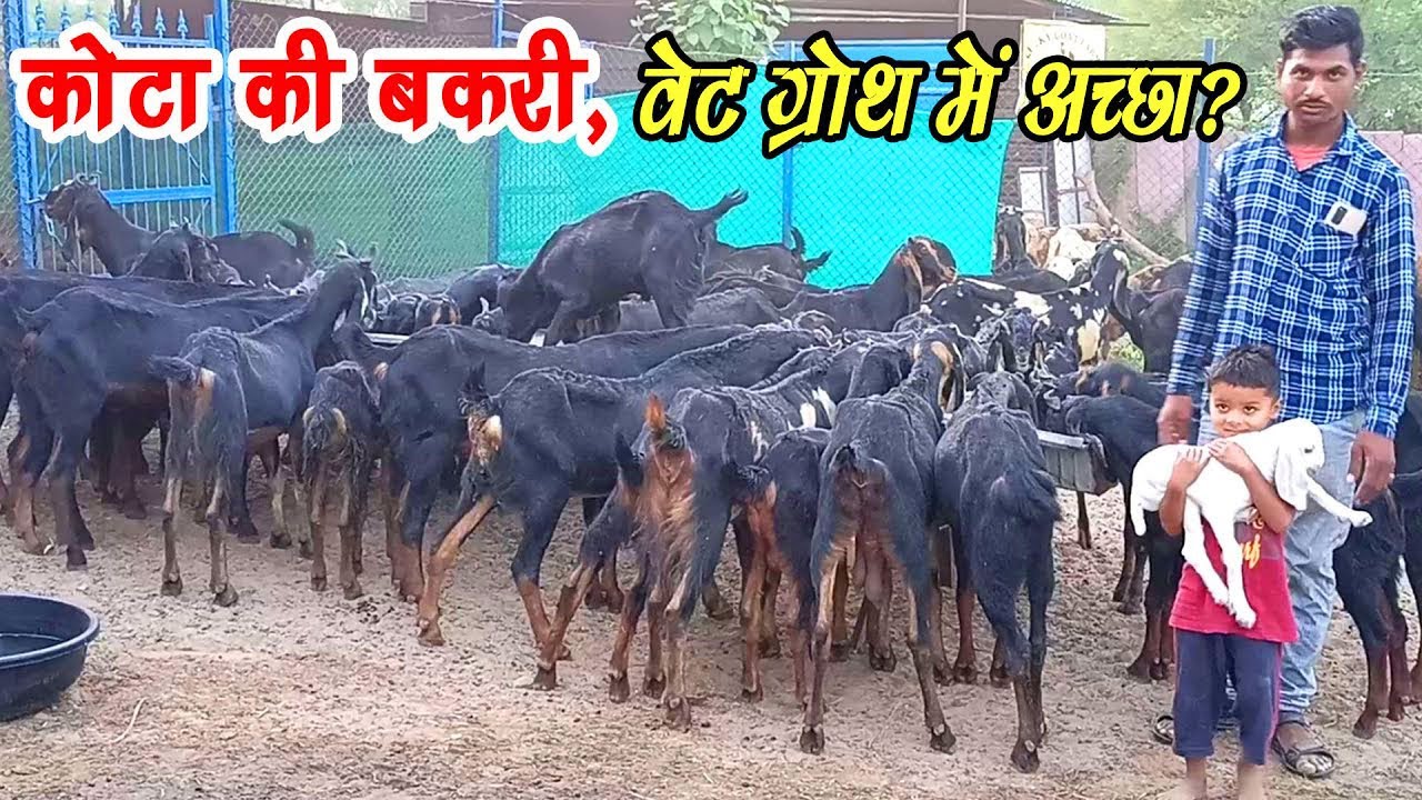#jpgoatfarming #sastibakri । कोटा बकरी ,हेल्थ ग्रोथ में अच्छा ।। kota bakri for sale