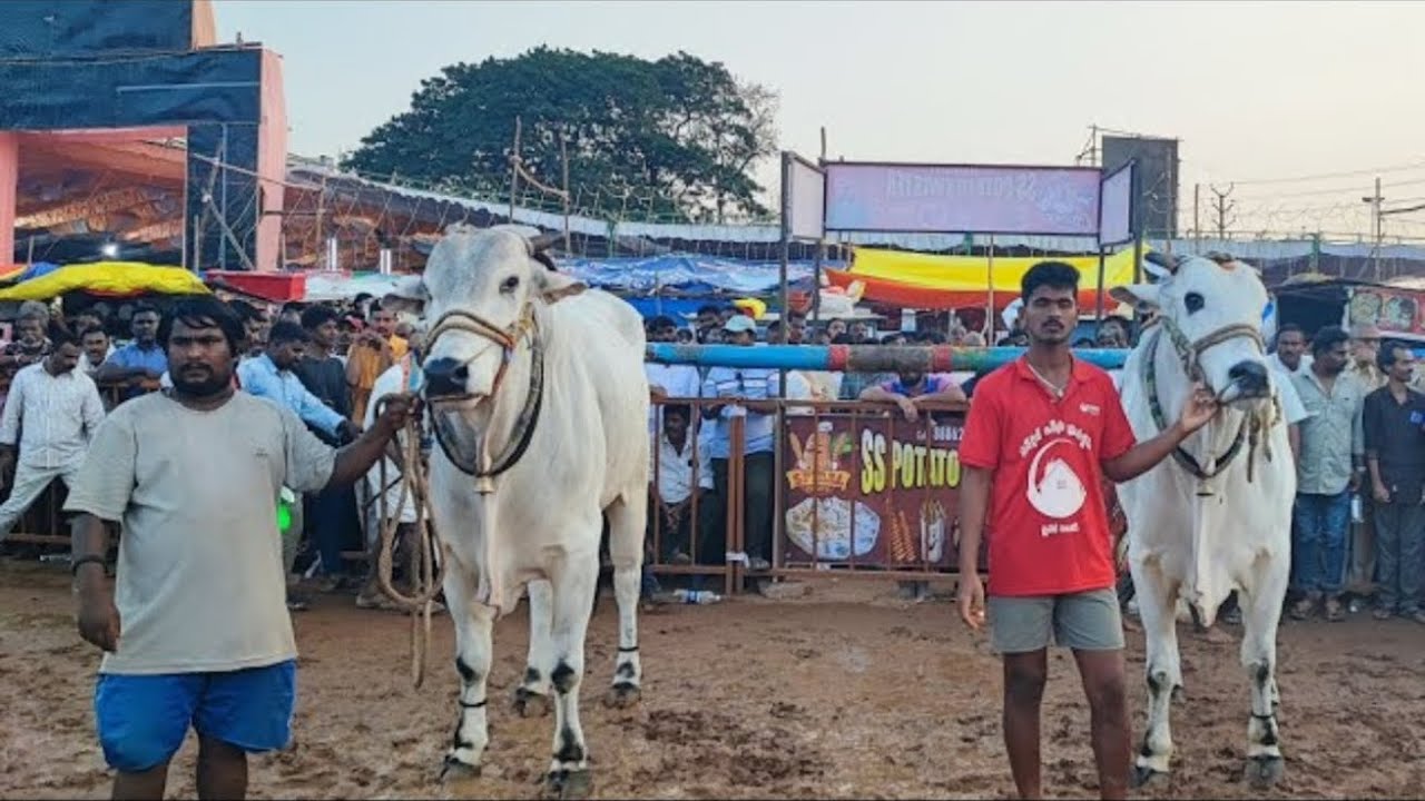 మర్యాపురం కడప జిల్లా సీనియర్స్ విభాగం 4వ జత