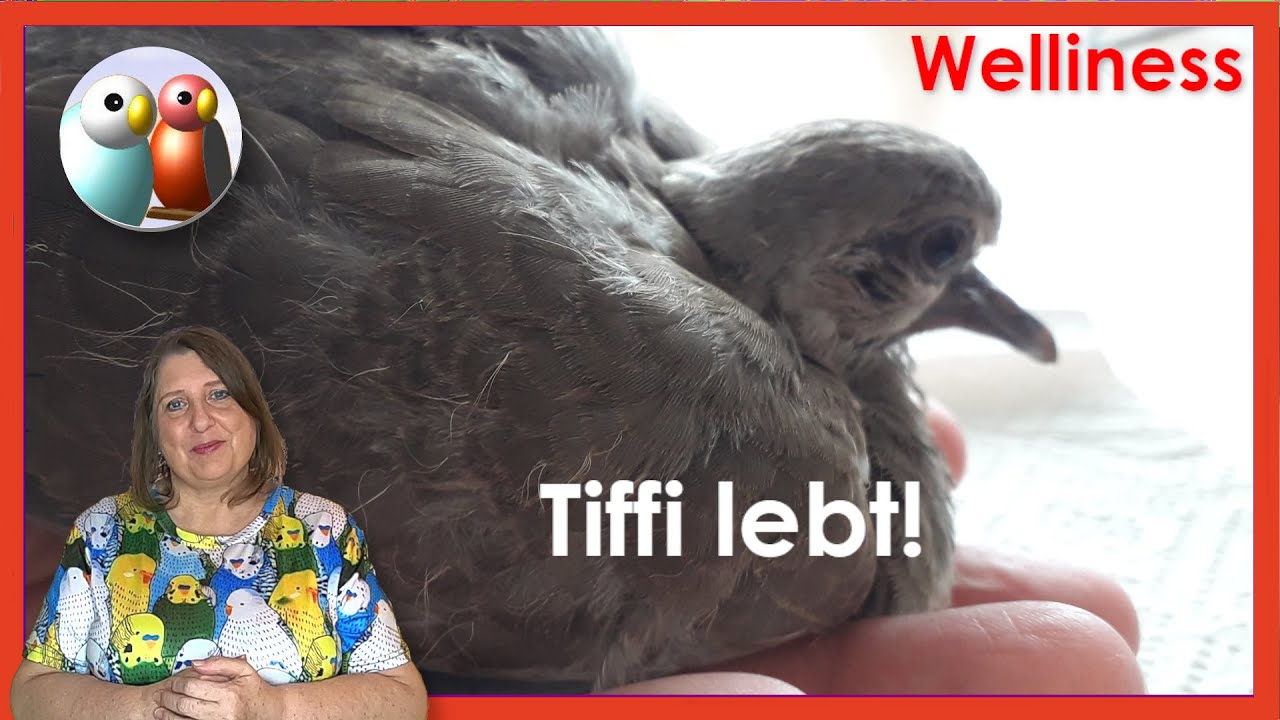 Handaufzucht! Wie Tiffi einen Katzenangriff überlebte! Wildvogelaufzucht von Türkentaube 237