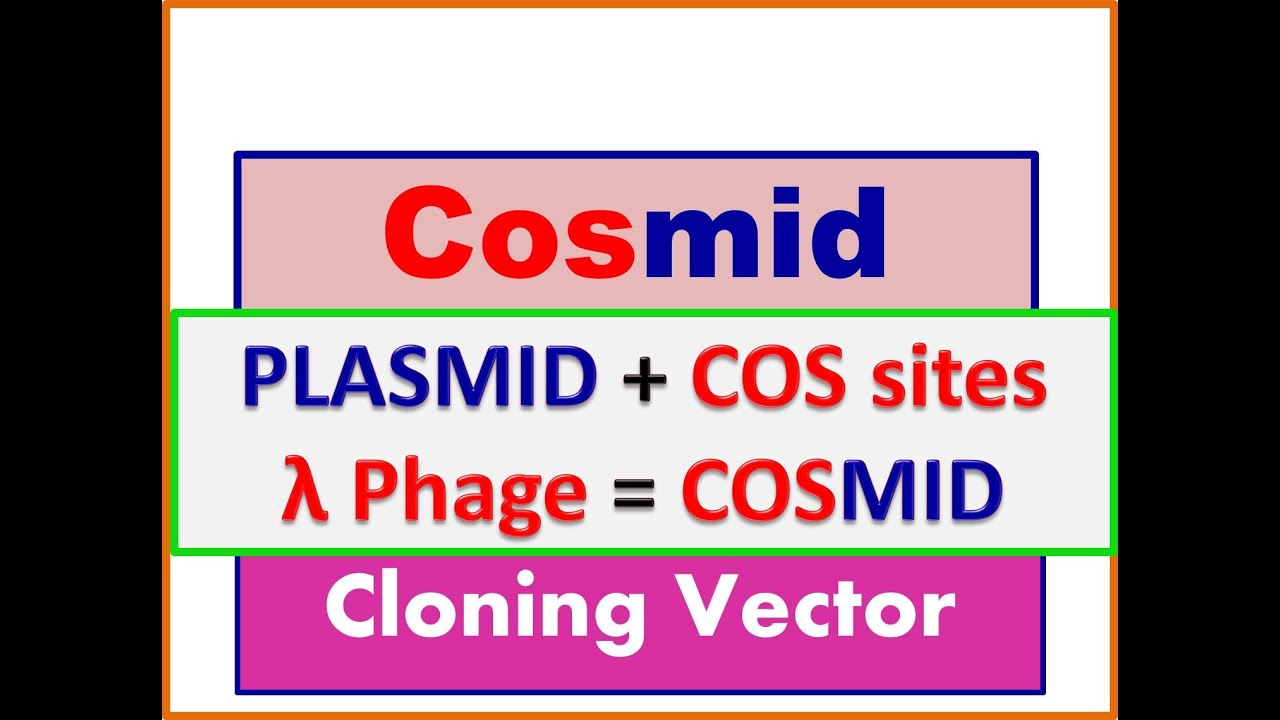what are COSMIDS: Plasmid, Lamda phage cos sites, Cloning vectors  Genomic libraries