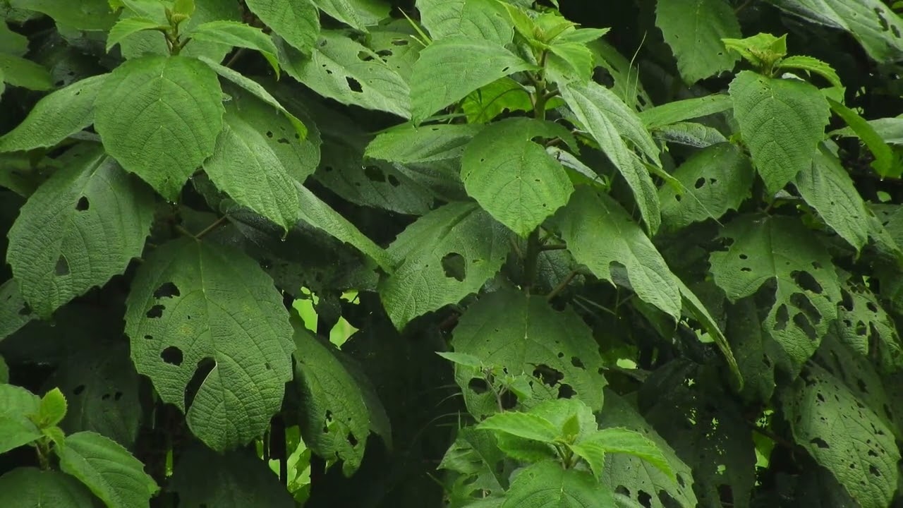 Pioggia battente e rilassante sulle foglie mangiate...