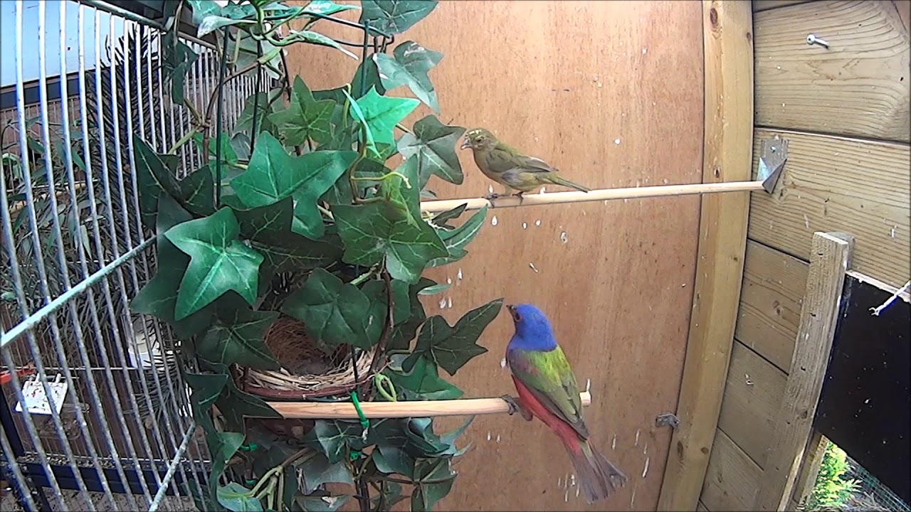 Mexicaanse nonpareil