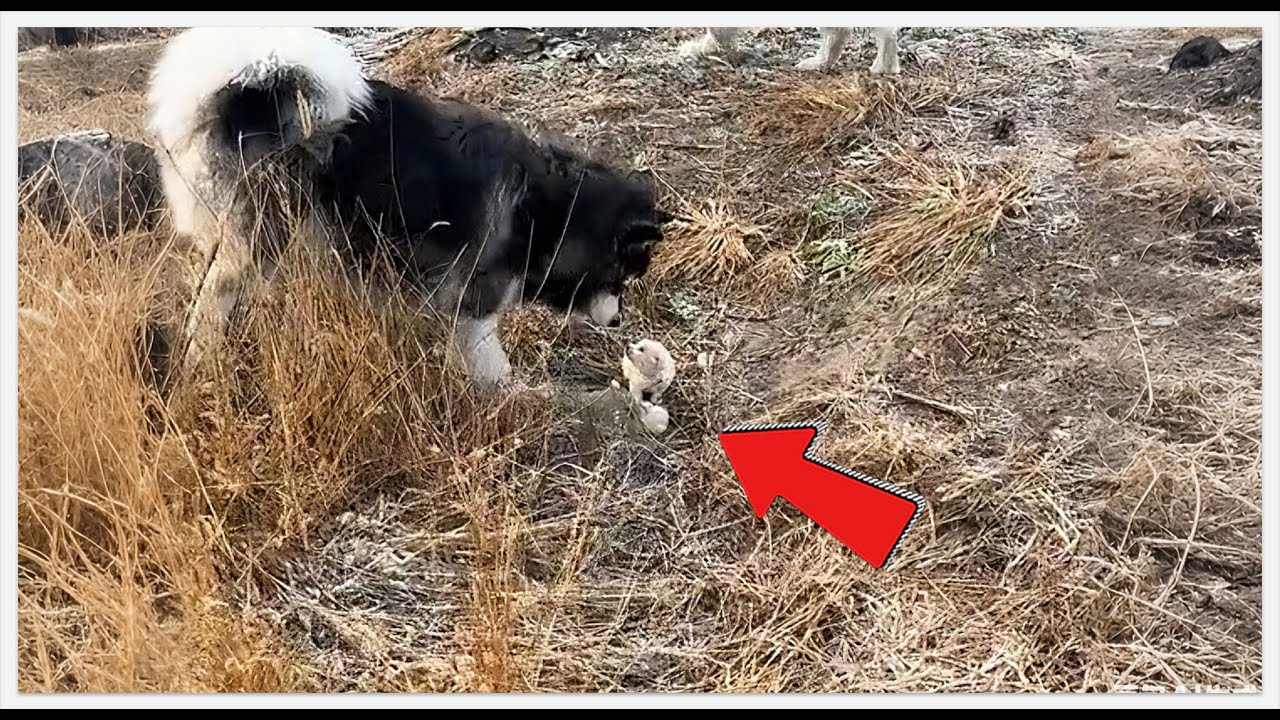 Giant Dogs Found Him First... The Ending Defies Nature! 🥺#RescueDog #AlaskanMalamute #puppy