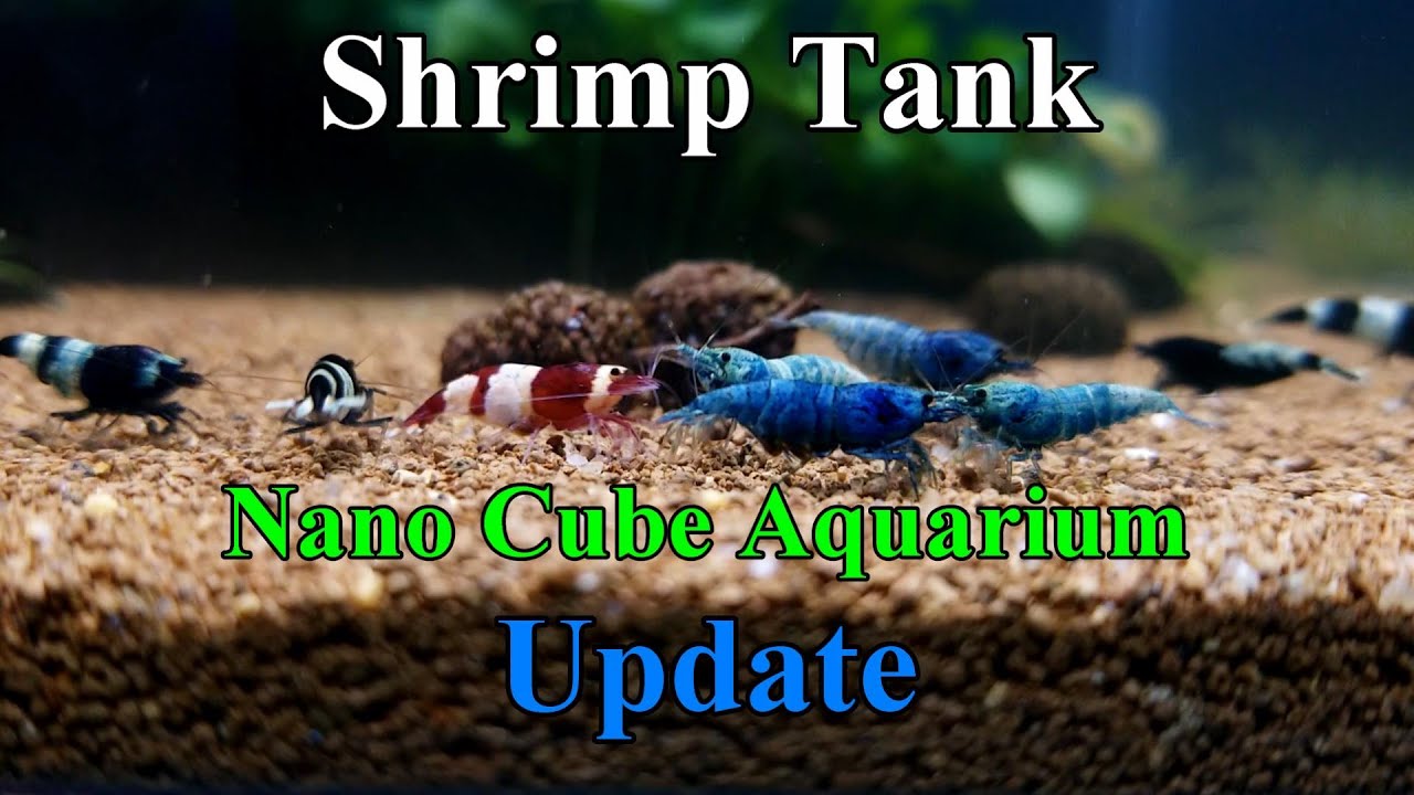 Shrimp Cube Aquarium Pt.2 | Update | Nano tank