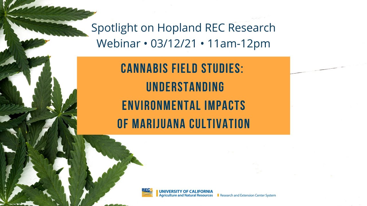 Cannabis Field Studies: Understanding Environmental Impacts of Marijuana Cultivation