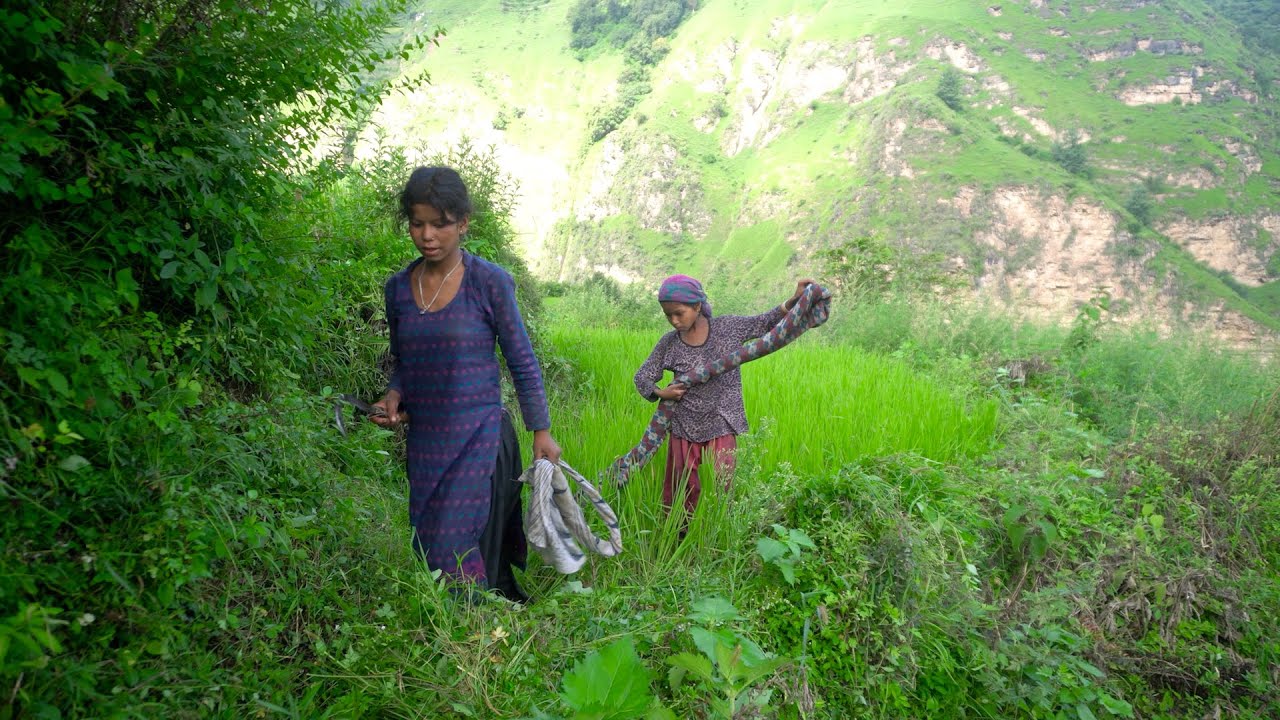 dharme brother's daughters are collecting grass in the village || village life  @ruralnepall
