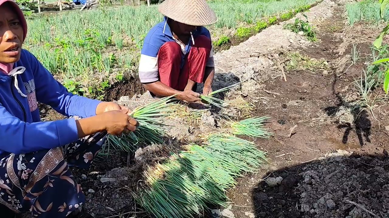 MELANJUTKAN MENANAM DAUN BAWANG DI SEBELAH KIRI RUMAH 
