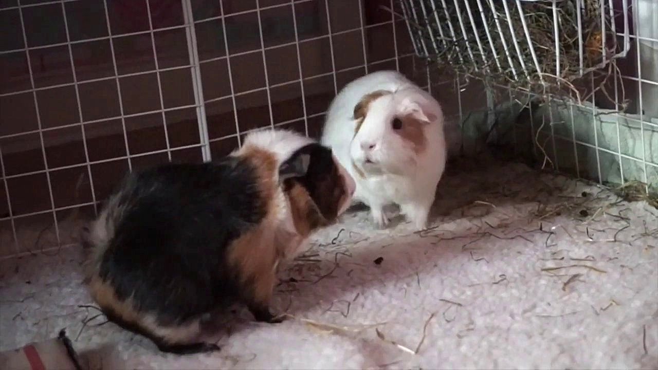 How To: Bond Guinea Pigs | 5 Tips