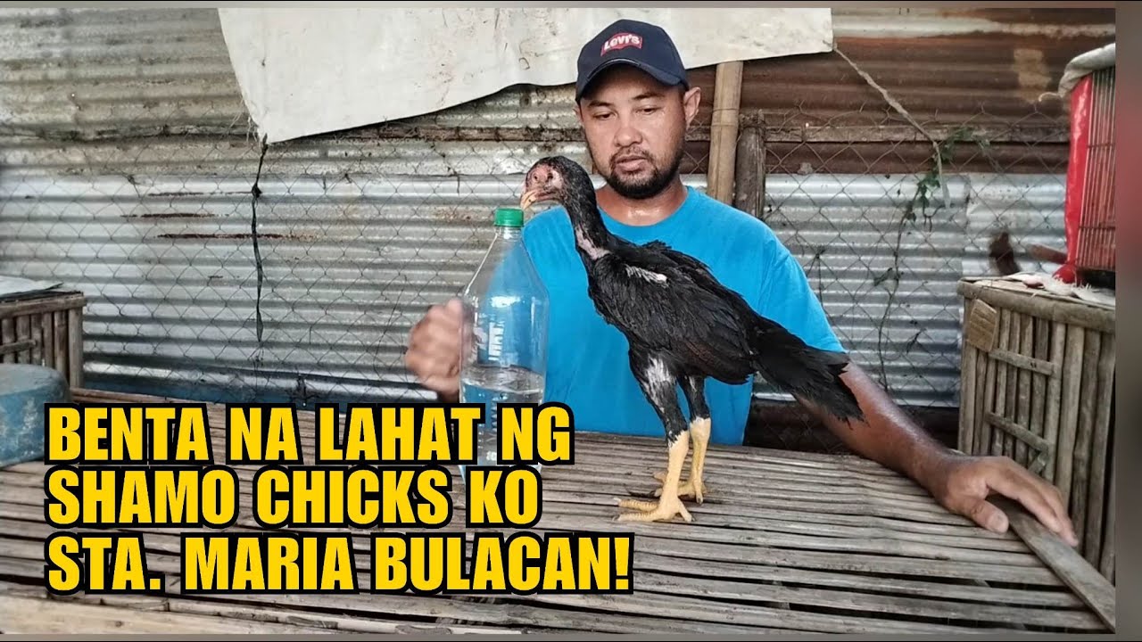 BENTA NA LAHAT NG SHAMO CHICKS KO STA. MARIA BULACAN!