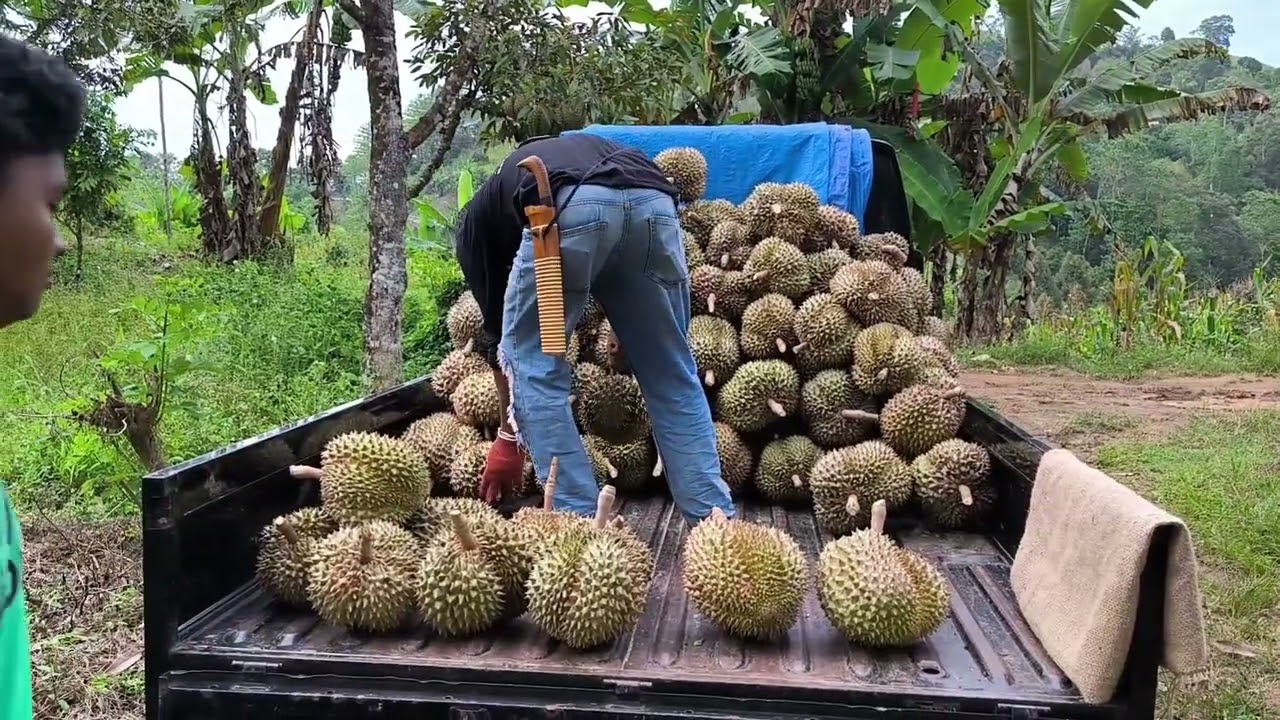 PANEN DURIAN MONTONG BULO POLEWALI MANDAR