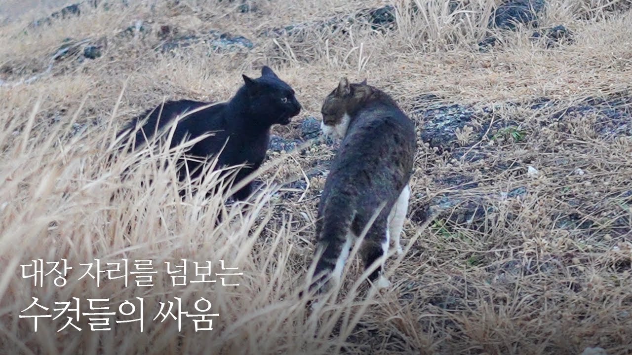 피도 눈물도 없는 바다 고양이들의 영역 싸움