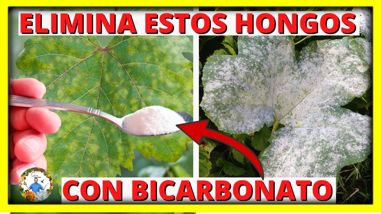 COMO ELIMINAR LOS HONGOS OIDIO Y MILDIU DE LAS PLANTAS con BICARBONATO DE SODIO | Gio de la Rosa