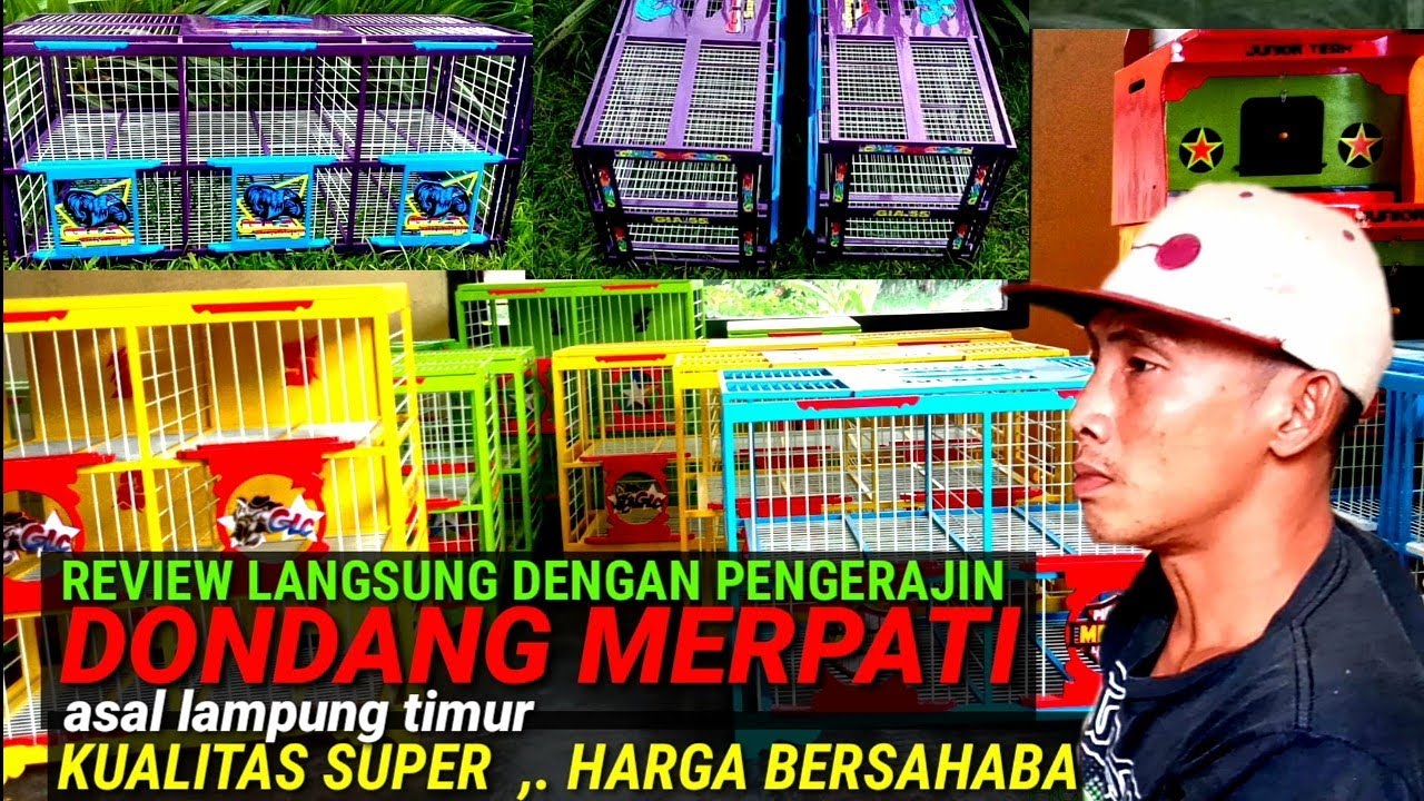 DONGDANG MERPATI kualitas SUPER, harga MUMER