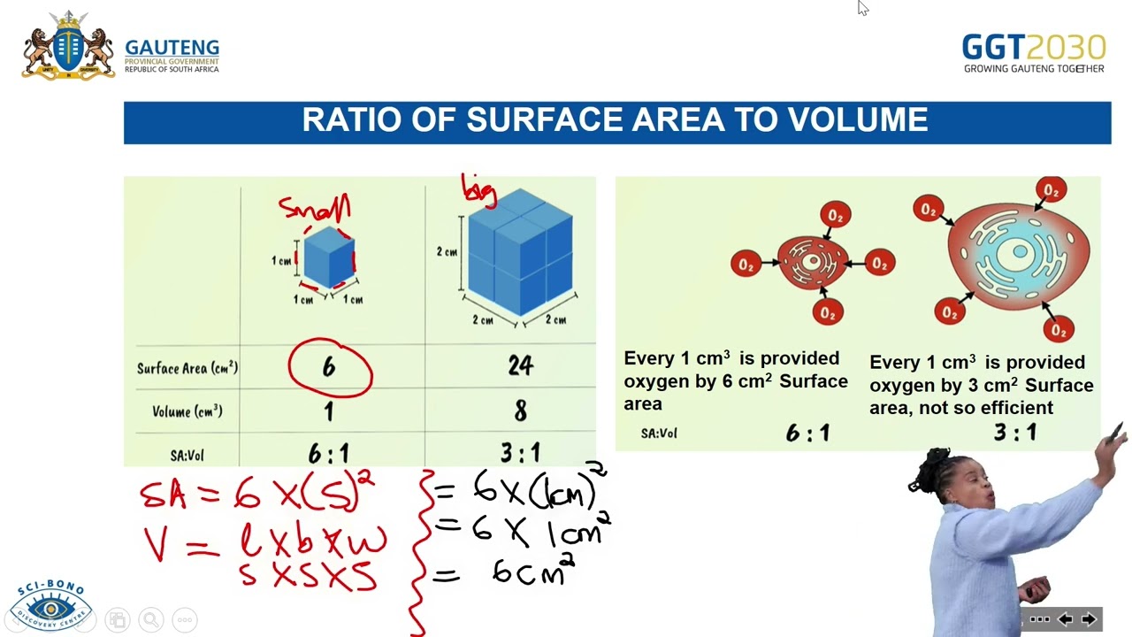 Gaseous Exchange: Requirements Human Gas Exchange - Structure and Location