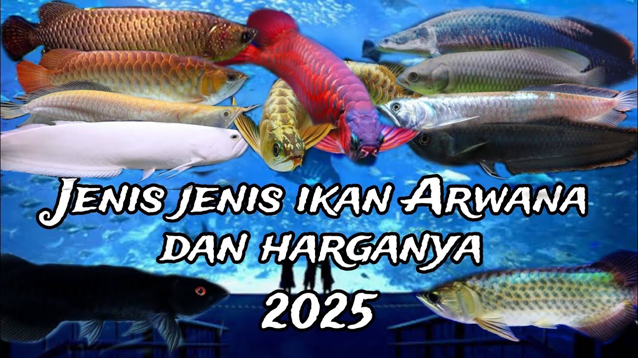 Jenis Jenis Ikan Arwana dan Harganya Yang Harus Kamu Ketahui Di Tahun 2025
