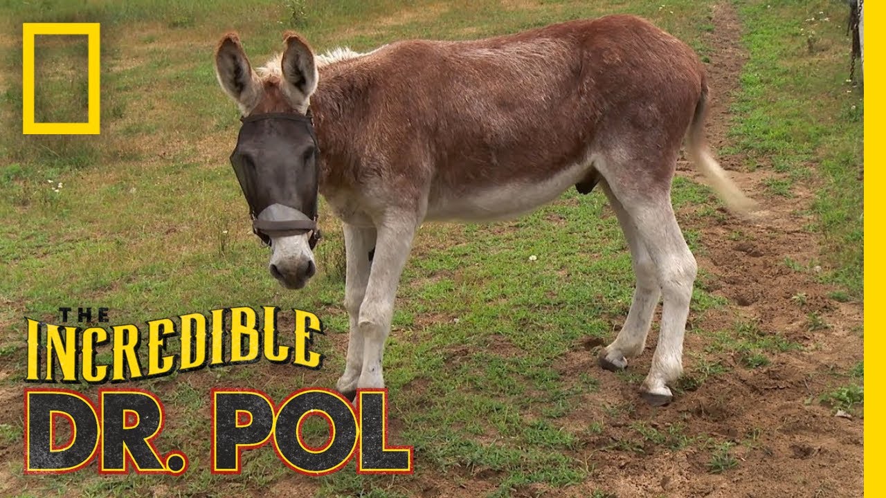 Easy Does It, Donkey! | The Incredible Dr. Pol