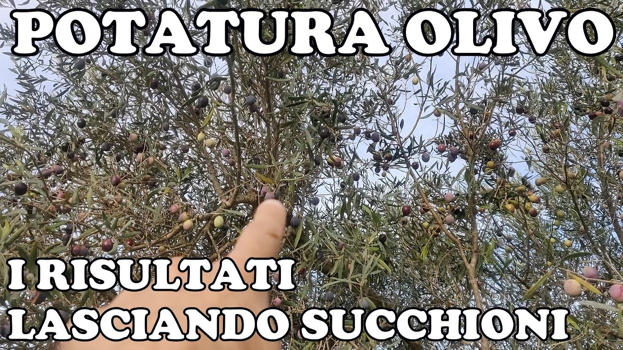 Come Potare l'Olivo: i Risultati lasciando Succhioni