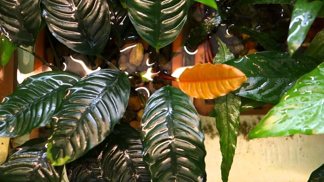 Анубиас кофелистный - Anubias coffeefolia  (Anubias barteri var. Coffeefolia)