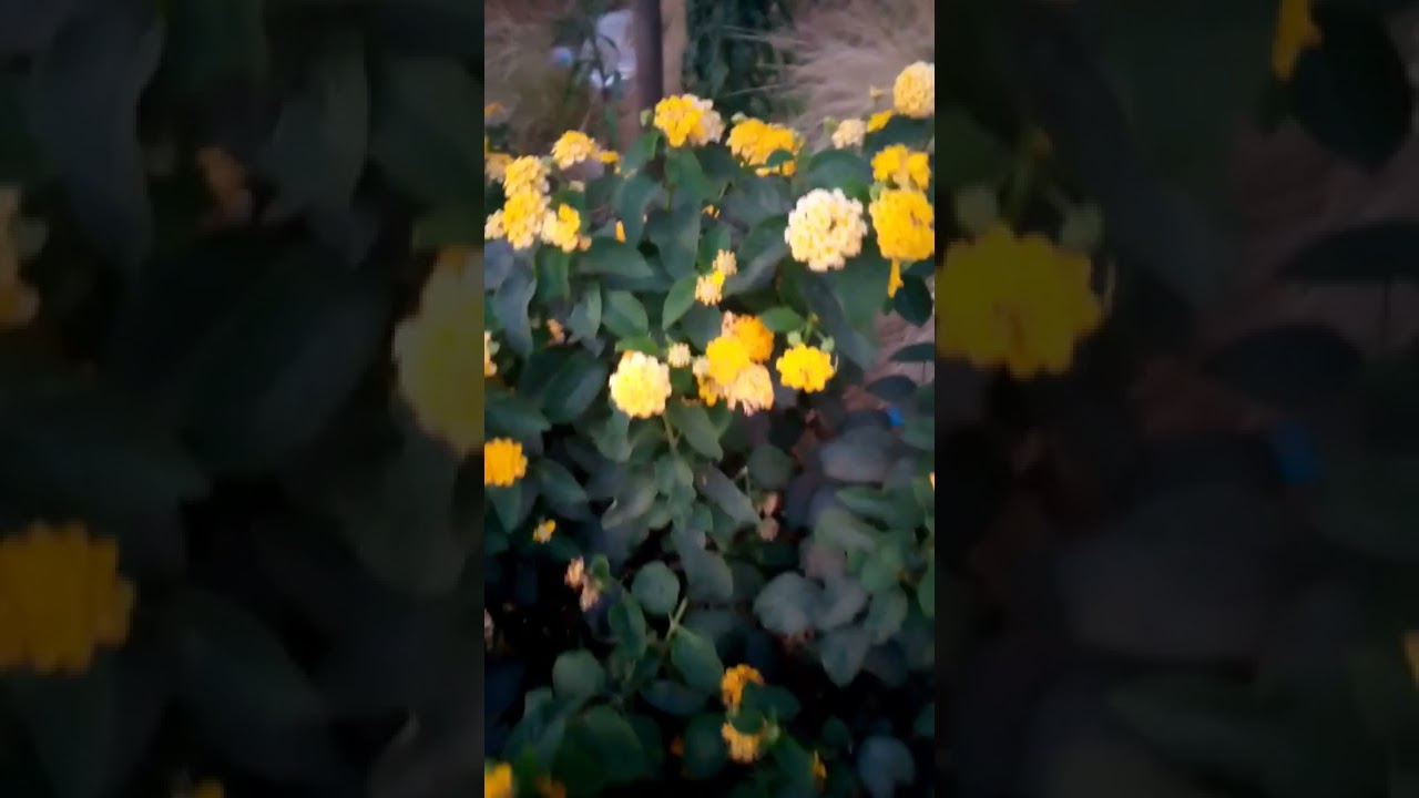 حكايات الحوت لكلا الشعير والحمارة لولدت لبعير