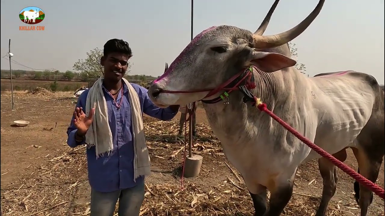 खज्या , सोन्या मुलाखत / khillar cow