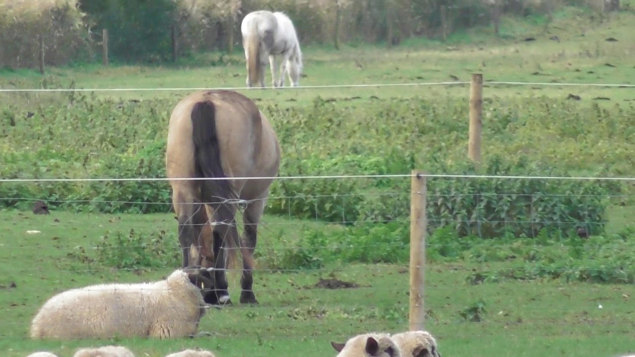 Panasonic HC-W580 Camcorder Zoom Test