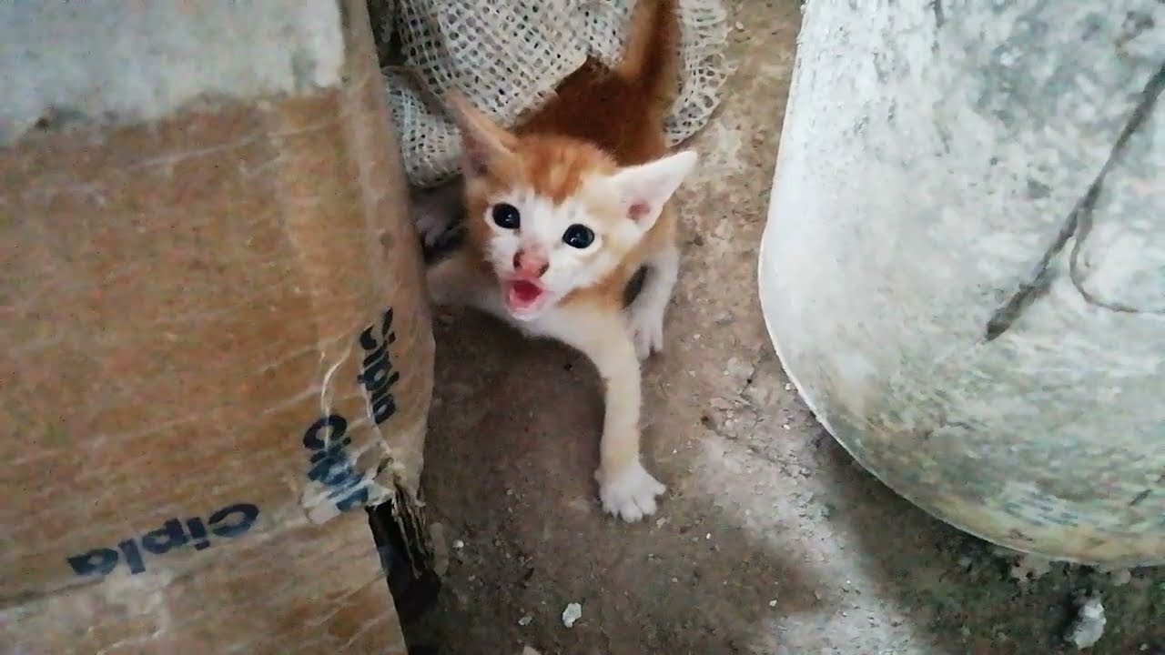 Feisty Feline Fury: Witness an Angry Kitten's Intense Hissing Showdown!