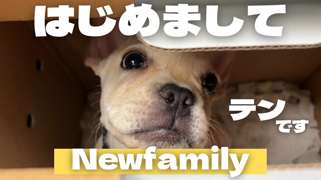 【子犬お迎え】イヴ家に家族が増えました👶🏻🍼💕💕お迎えから5日間の様子を撮影📸✨初めてのお家ご飯🍚✨