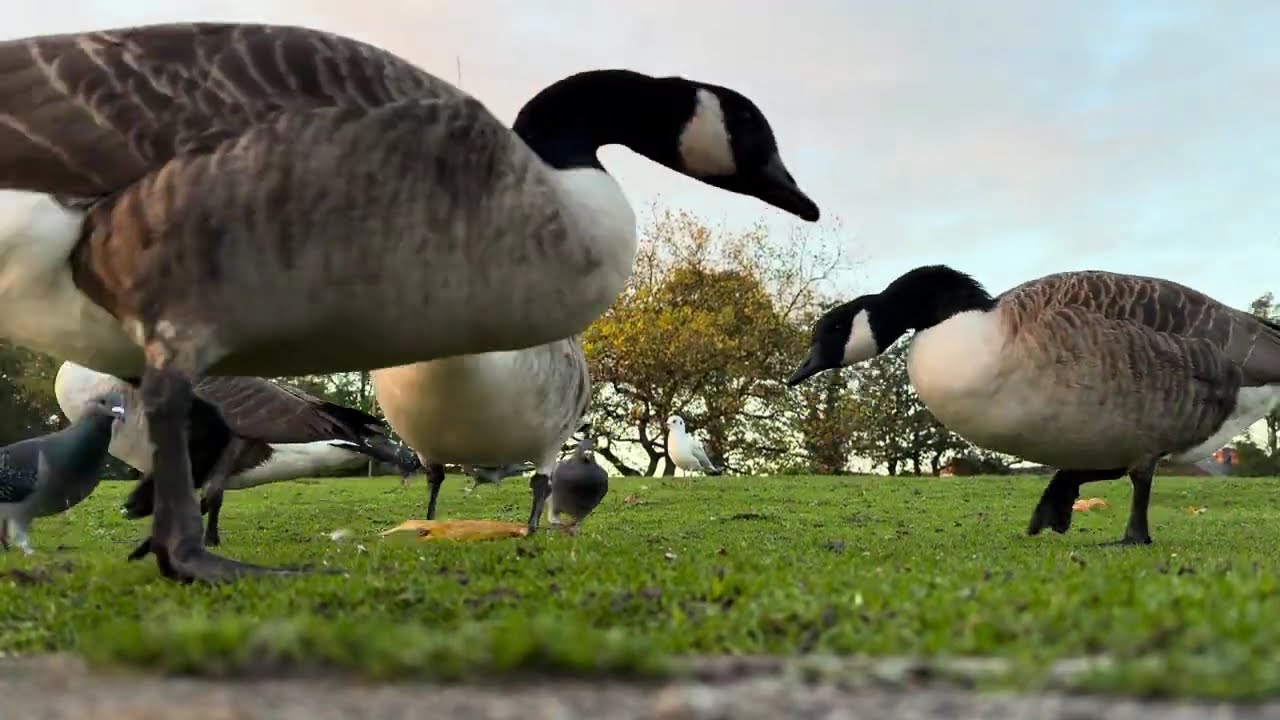Feeding Swans & Geese at the Park 🦢🍃 | Peaceful Morning Walk | Relaxing Nature Sounds
