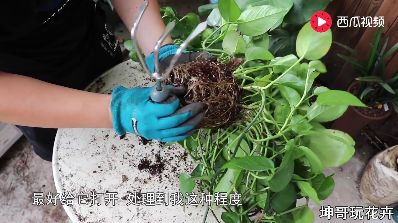 这盆绿萝已经长疯，赶紧这样安排一下 【坤哥玩花卉】