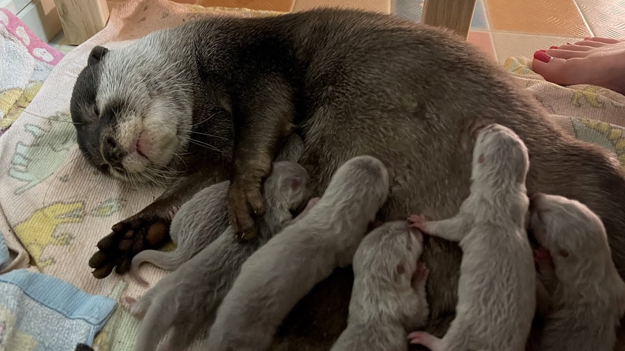 カワウソゆきが出産しました！Otter Gave Birth!【カワウソ】【出産第一弾】