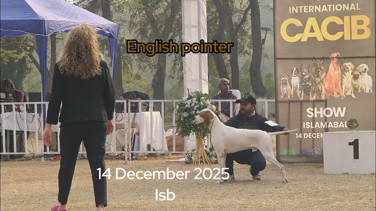 English pointer 14 dec 2025 