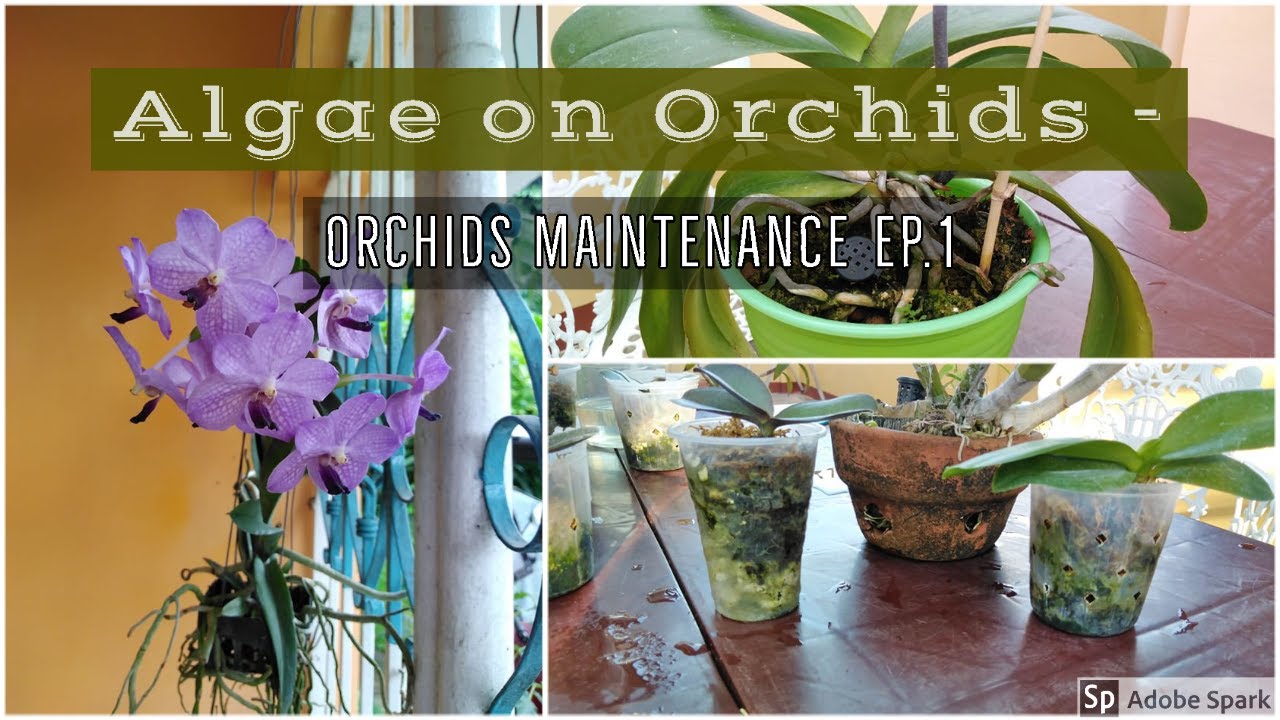 Algae on Orchids  - ano ang dapat gawin