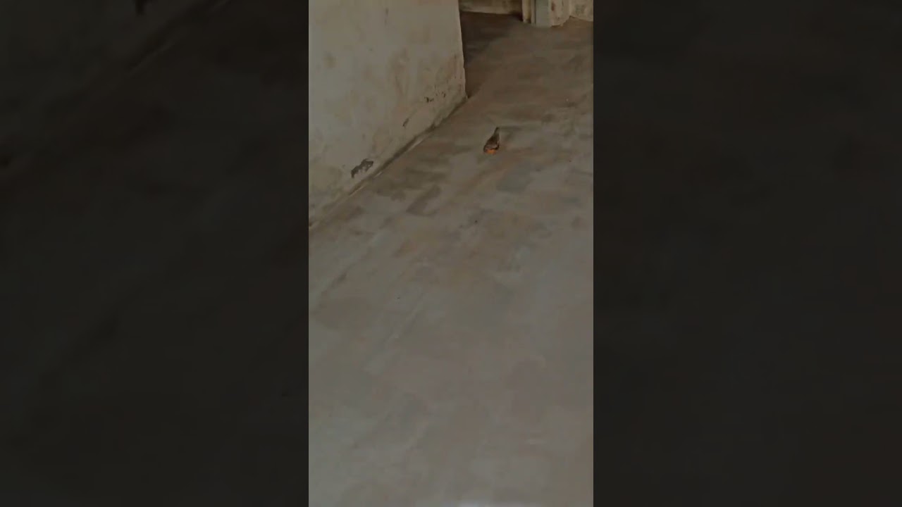 #batairkiawaz #commonquail #animals #youtubeshorts #batair