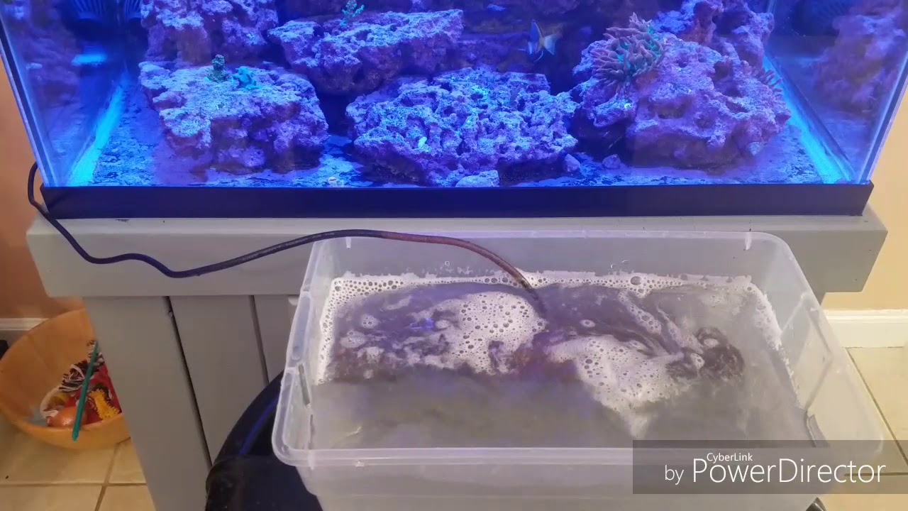 How to clean 2 months of coralline algae off a powerhead in 2 minutes
