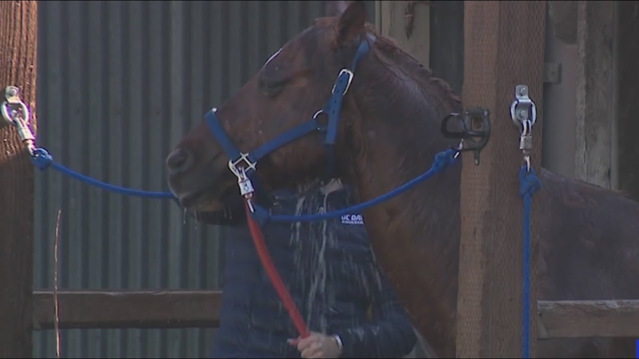 UC Davis equestrian team looking its varsity status