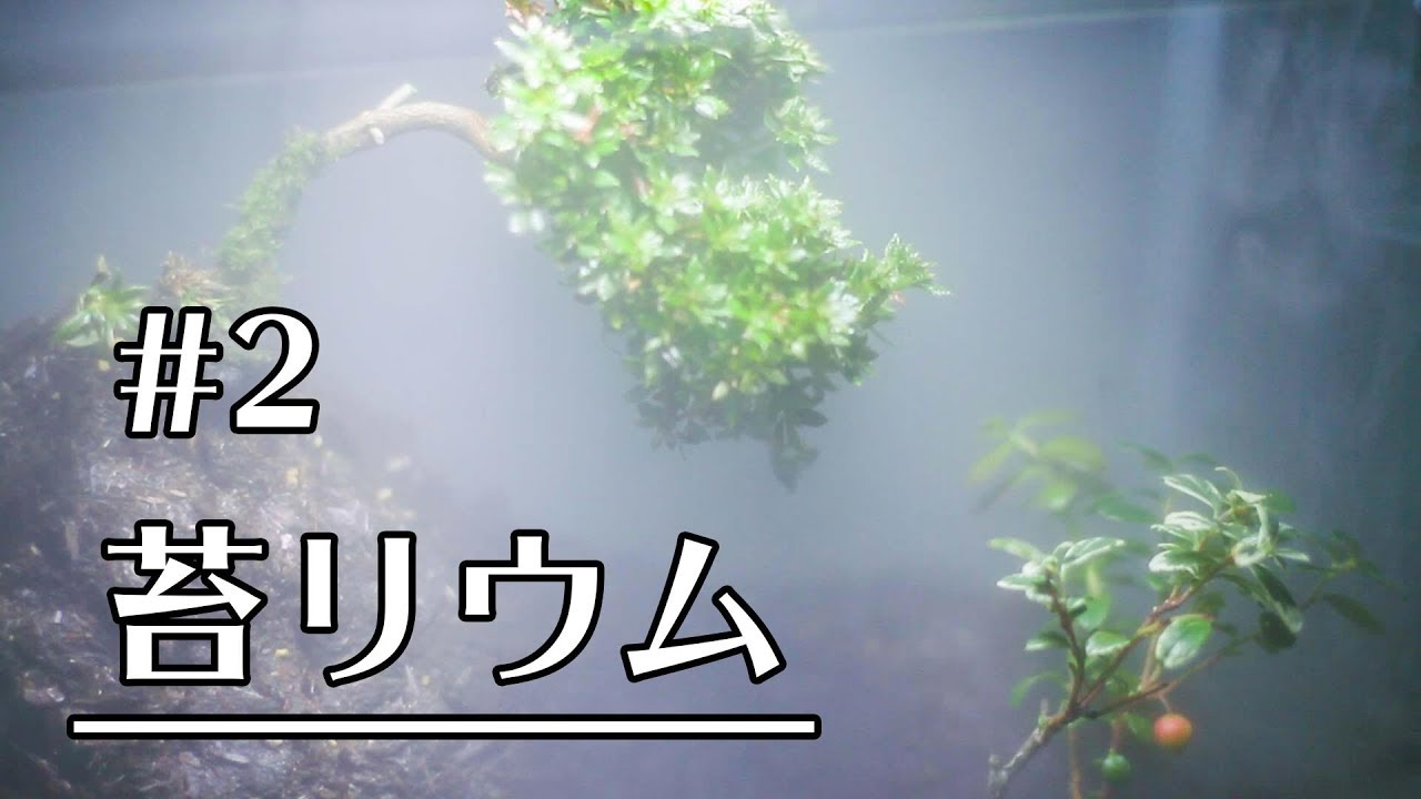 【山野草で苔リウム #2】ミスト発生装置を導入