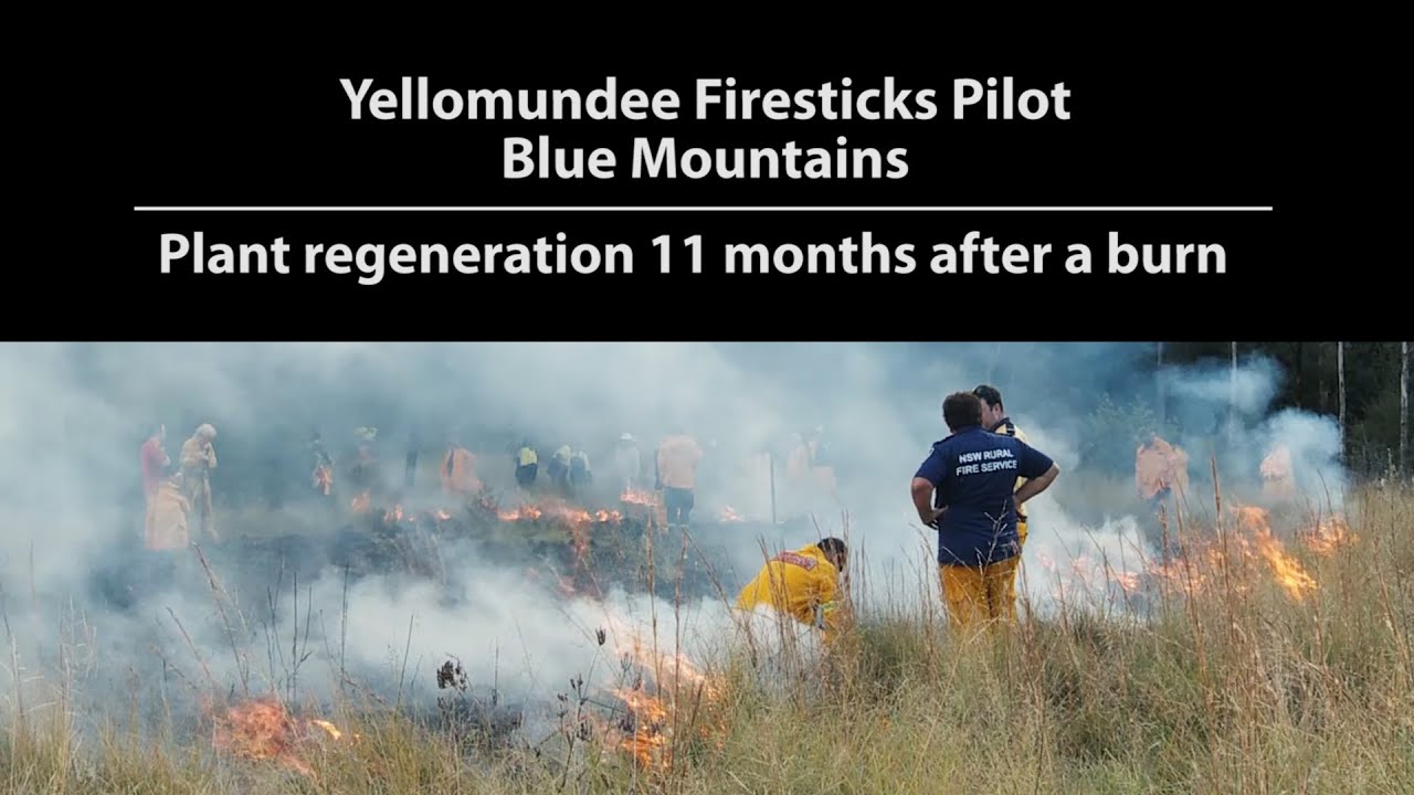 Yellomundee firesticks pilot Blue Mountains: Plant regeneration 11 months after a burn.