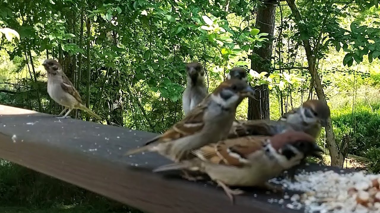 A Flock of Tree Sparrows Eating
