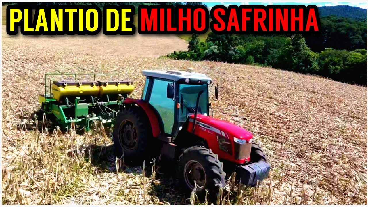 Plantando milho na PALHADA DE MILHO será que vai dar certo?