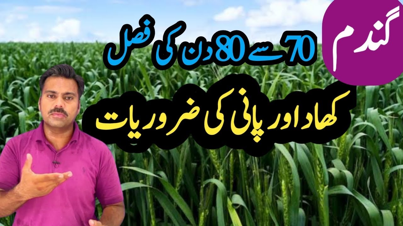 Wheat crop at booting stage | Wheat critical stage | Abid Ali Agrarian
