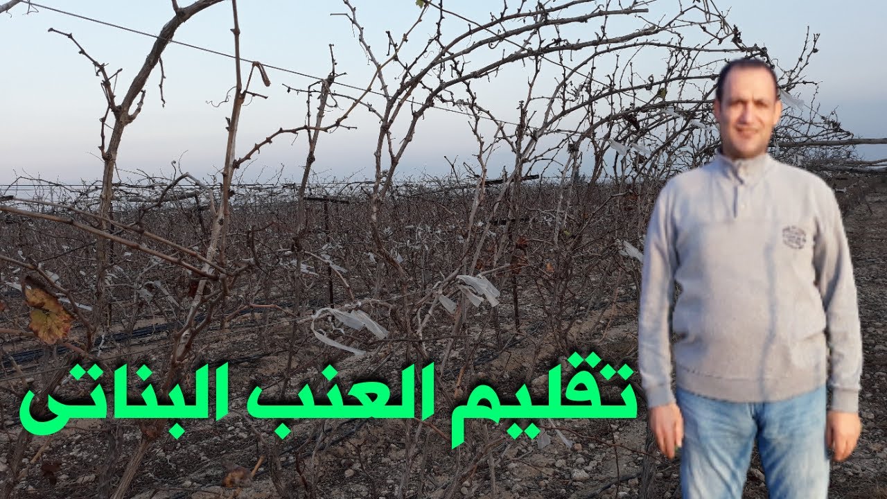 فنيات تقليم العنب البناتى واهميته