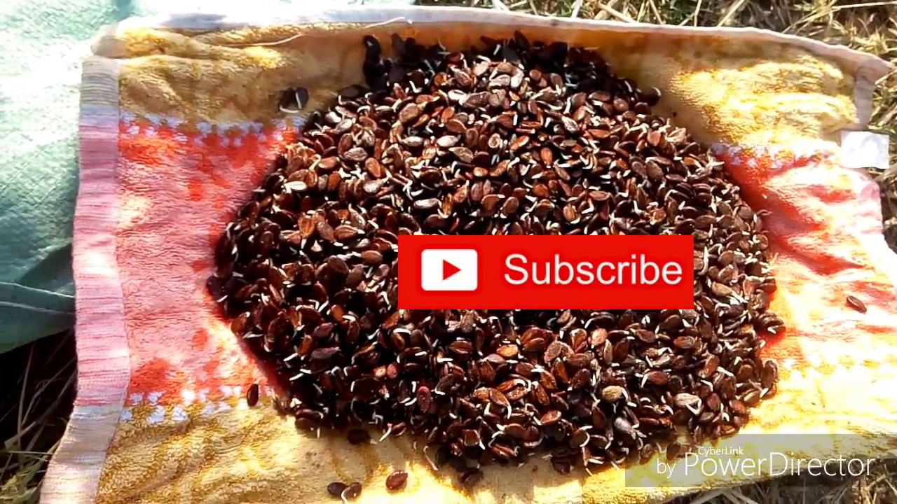 Jinsi yakuandaa mbegu za tikiti kabla ya kupanda/watermelon seeds germination