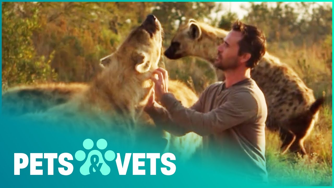 Kevin Richardson Is Part Of The Hyena Pack | Animal Odd Couples