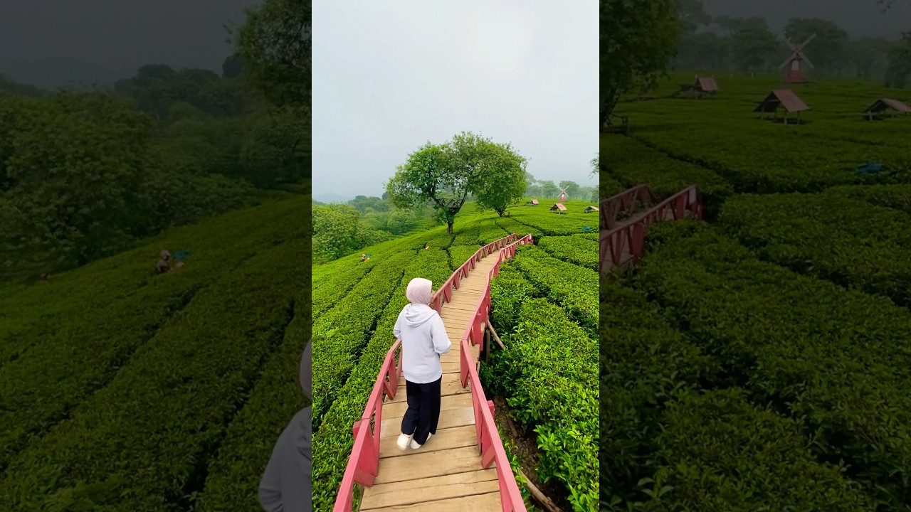 ada yang tau ini dimana? #kebuntehwonosari #kebunteh #mountain #teafarm #malang #holiday #healing