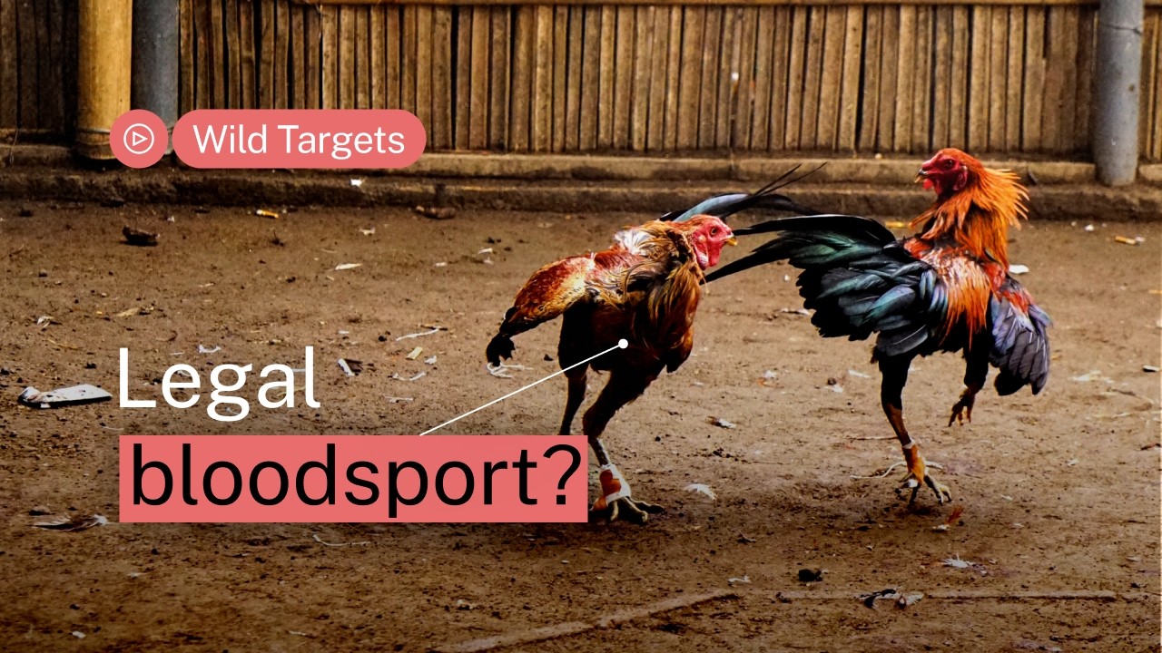 Why is cockfighting a risk to Peru's rarest fish?