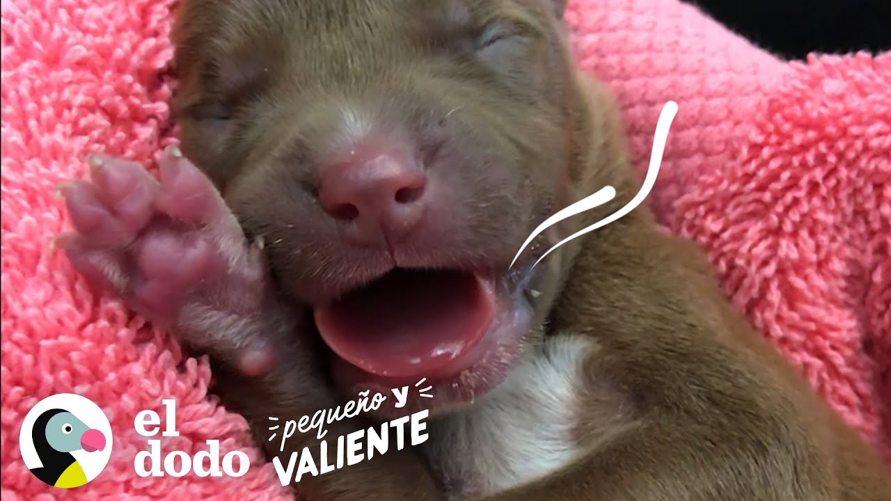 Pequeño y Valiente: Trailer | El Dodo