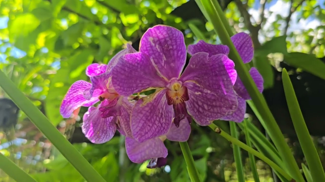 Short Visit || El Paraiso || Orchid Lover || V326